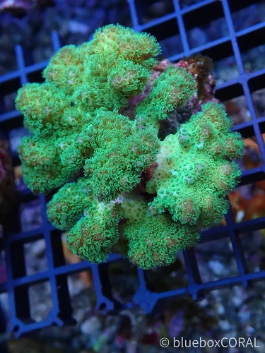 Pocillopora verrucosa, sps , koralowiec twardy - akwarystyka morska tarnów