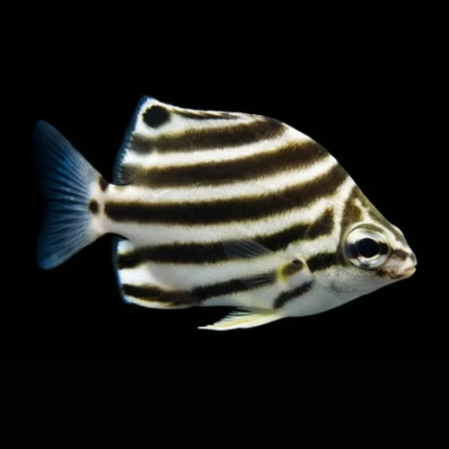 Microcanthus strigatus