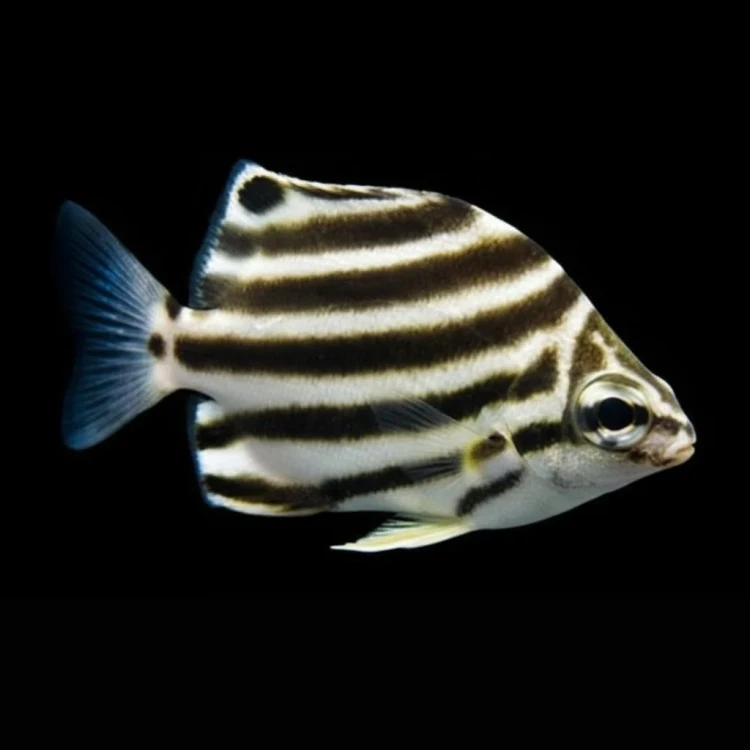 Microcanthus strigatus