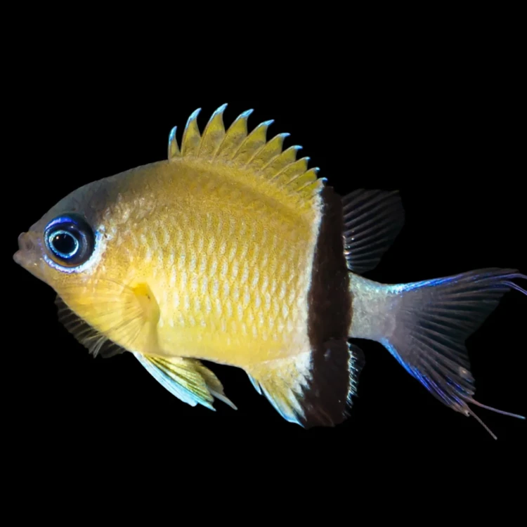 Chromis retrofasciata