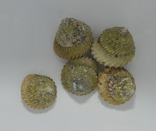 Lithopoma tectum
