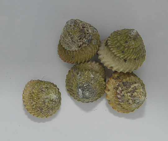 Lithopoma tectum