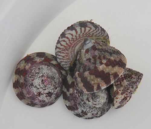 Trochus histrio