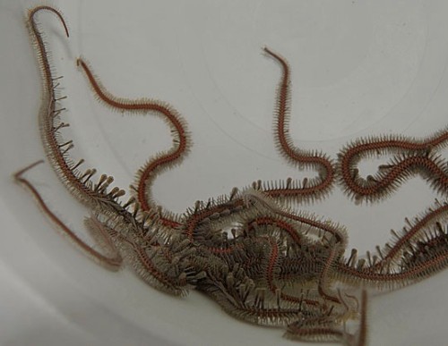 Ophiomastix annulosa