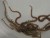 Ophiomastix annulosa