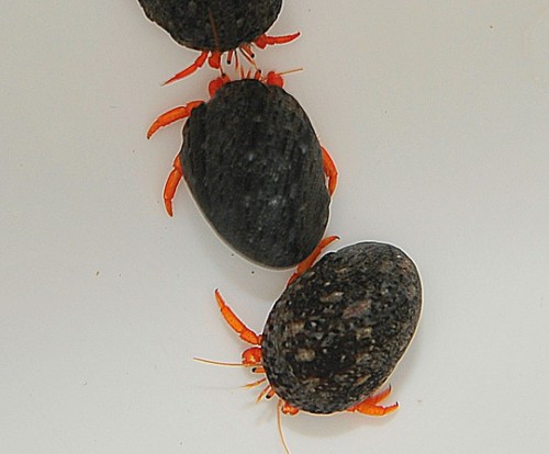 Clibanarius rutilus