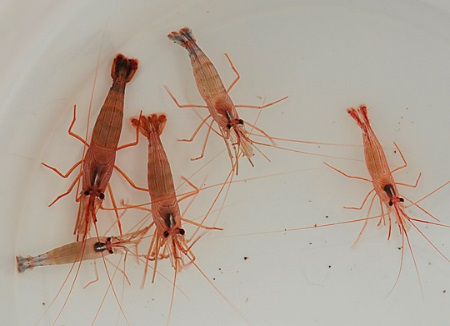 Lysmata wurdemanni - Hodowla DJM