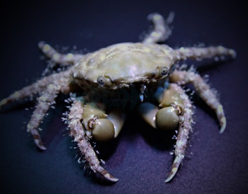 Mithraculus sculptus - Krab Mithrax