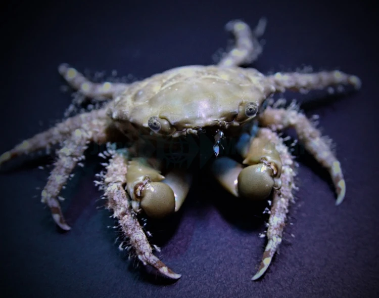 Mithraculus sculptus - Krab Mithrax