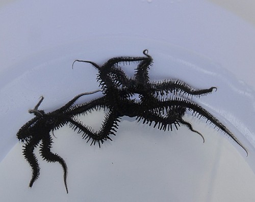 Ophiocoma spp. - Wężowidło
