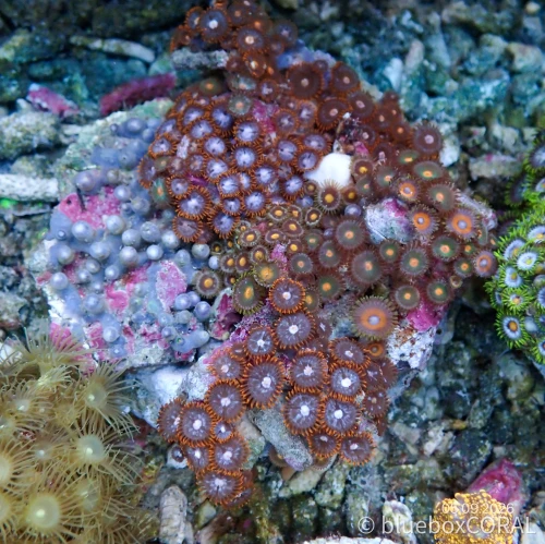 Zoanthus Sp. MIX 1
