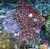 Zoanthus Sp. MIX 1