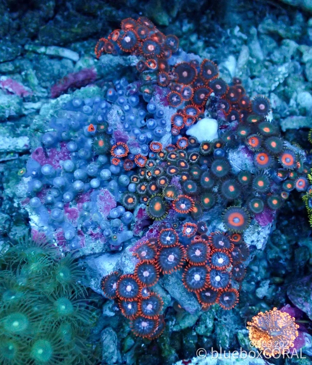 Zoanthus Sp. MIX 1