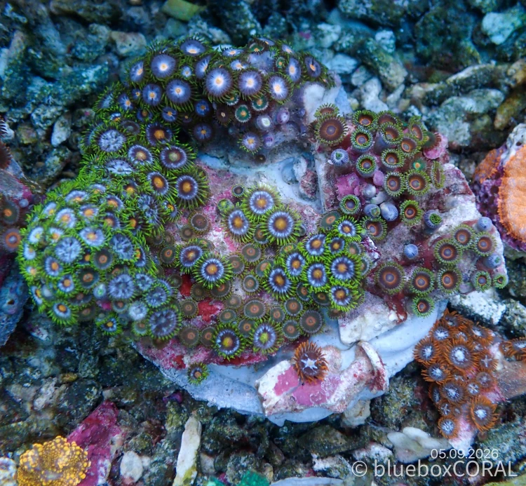 Zoanthus Sp. MIX 2