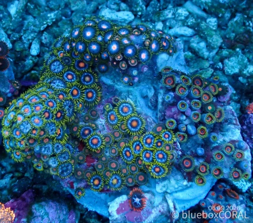 Zoanthus Sp. MIX 2