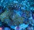 Zoanthus Sp. MIX 2