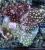 Zoanthus Sp. MIX 3