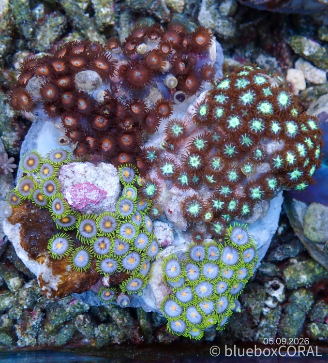 Zoanthus Sp. MIX 3