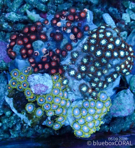 Zoanthus Sp. MIX 3