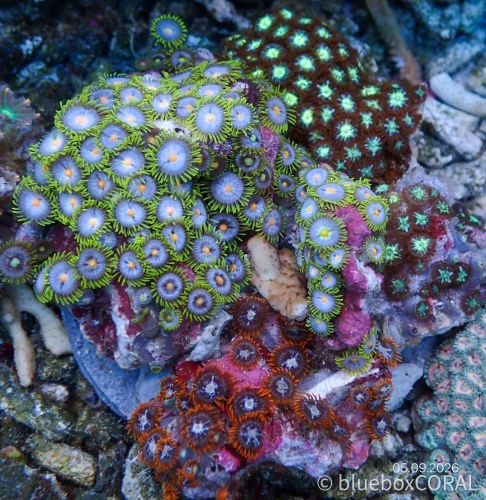 Zoanthus Sp. MIX 4