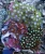 Zoanthus Sp. MIX