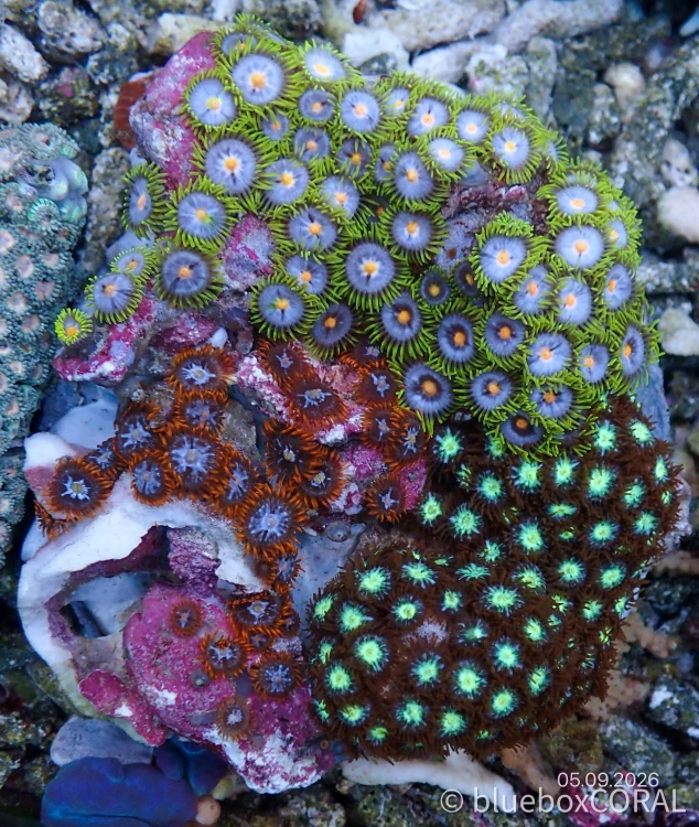 Zoanthus Sp. MIX