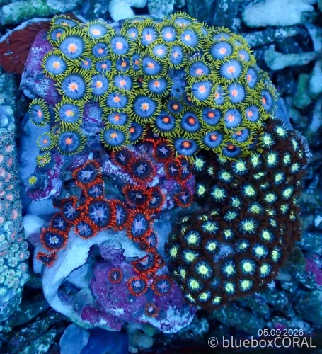 Zoanthus Sp. MIX