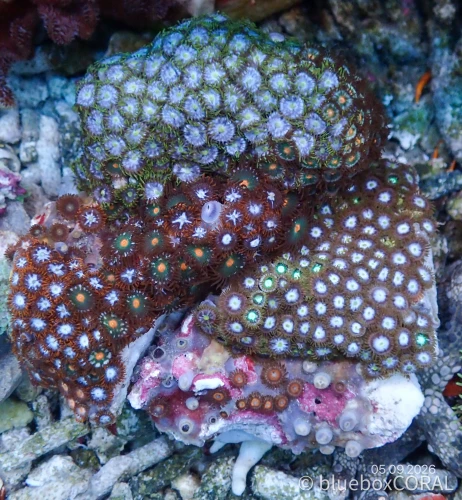Zoanthus Sp. MIX