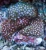 Zoanthus Sp. MIX