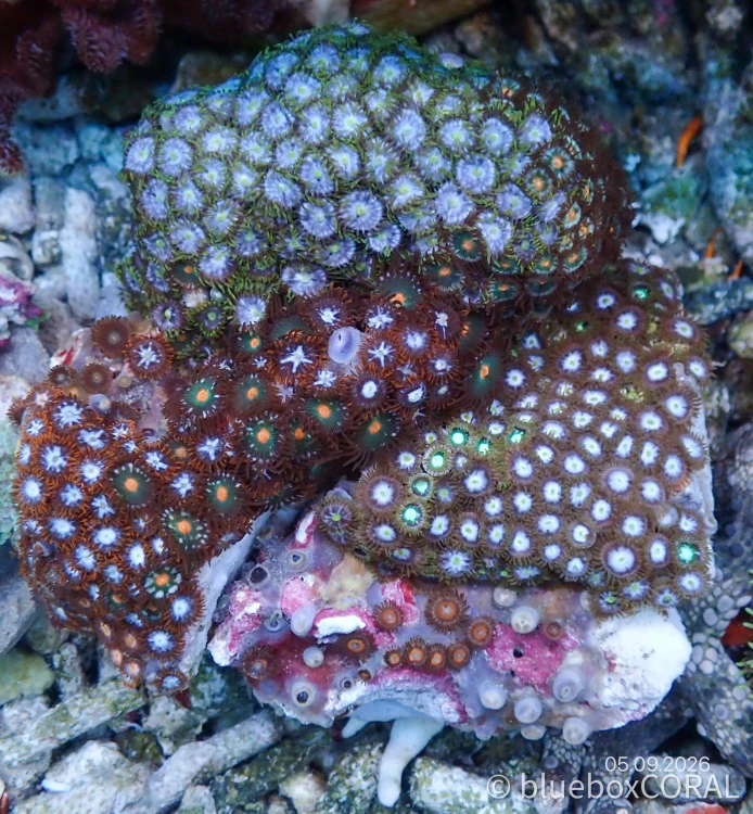 Zoanthus Sp. MIX
