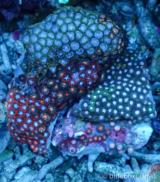 Zoanthus Sp. MIX