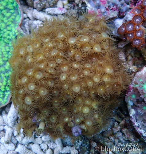 Parazoanthus Axinellae