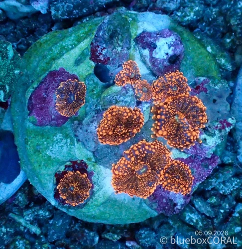 Ricordea Yuma Orange Mushroom