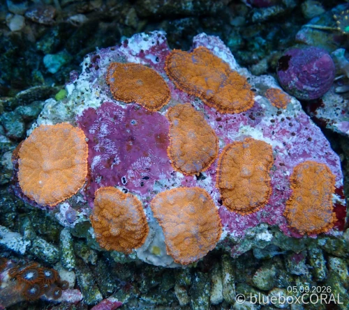 Rhodactis Spp. Red Bull"s Mushroom