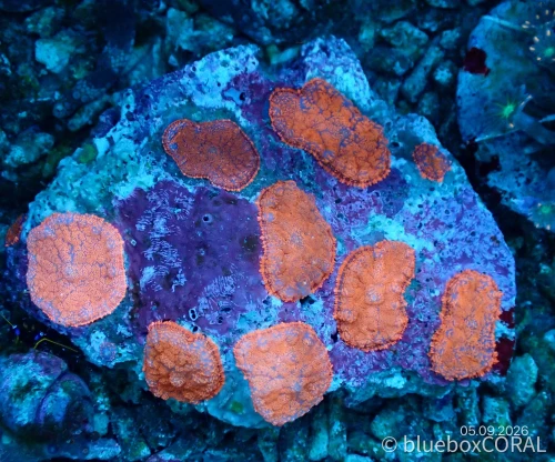 Rhodactis Spp. Red Bull"s Mushroom
