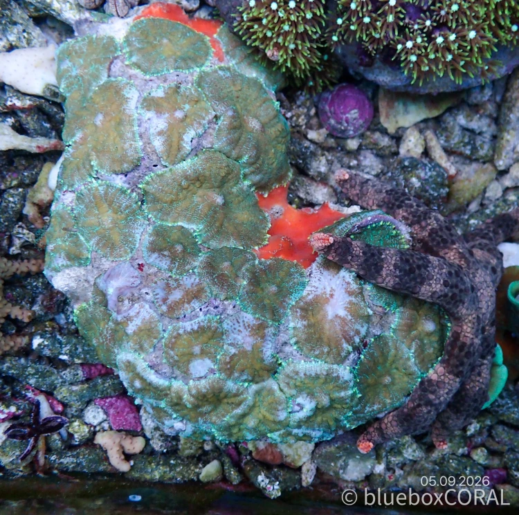 Rhodactis Spp. Green Tip Orange Bull"s Mushroom