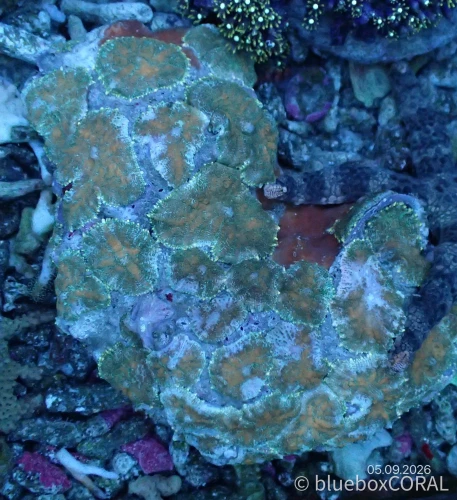 Rhodactis Spp. Green Tip Orange Bull"s Mushroom