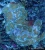 Rhodactis Spp. Green Tip Orange Bull"s Mushroom