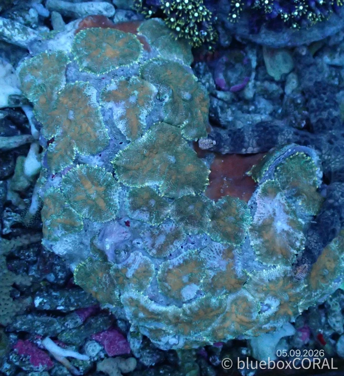 Rhodactis Spp. Green Tip Orange Bull"s Mushroom