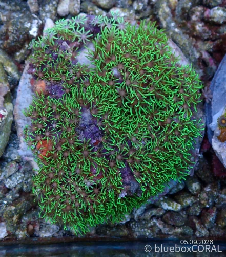 Briareum Spp