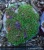Briareum Spp