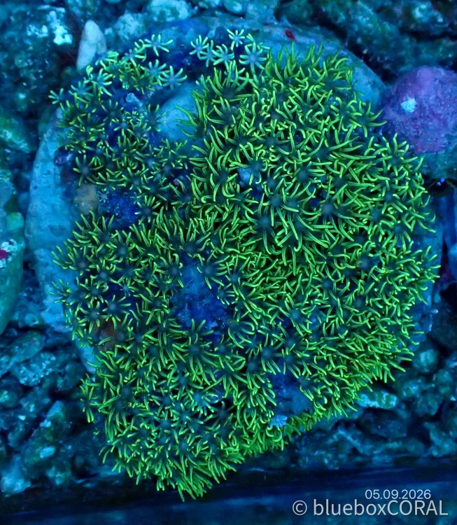 Briareum Spp