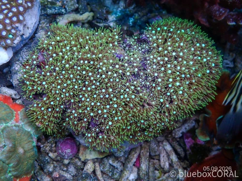 Pachyclavularia Violacea