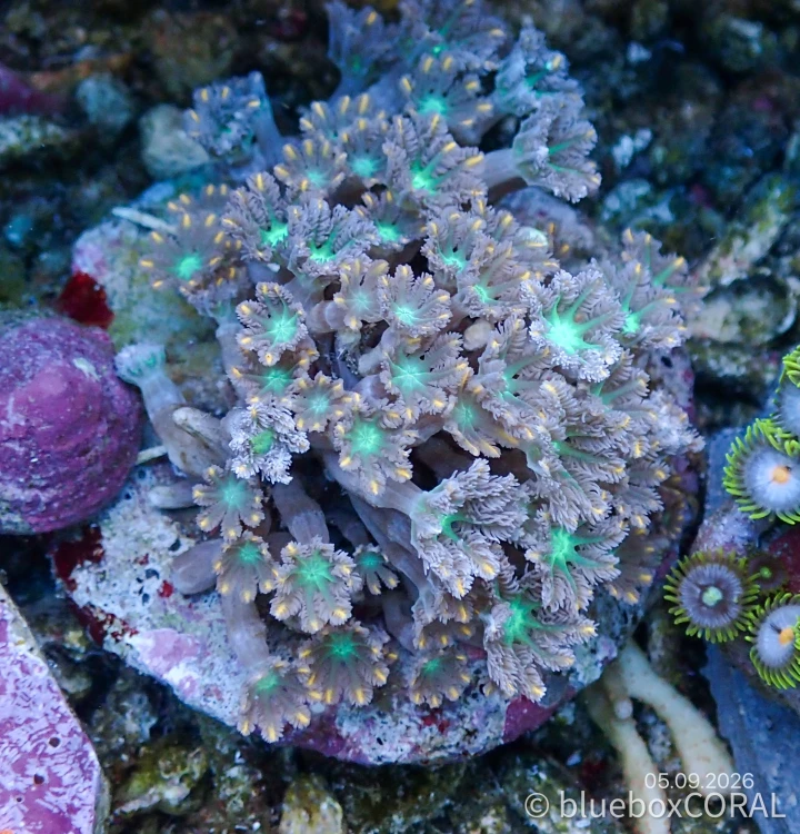 Clavularia Spp. Bicolor