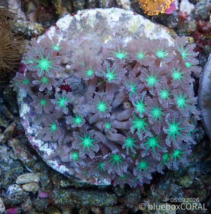Clavularia Spp. Green