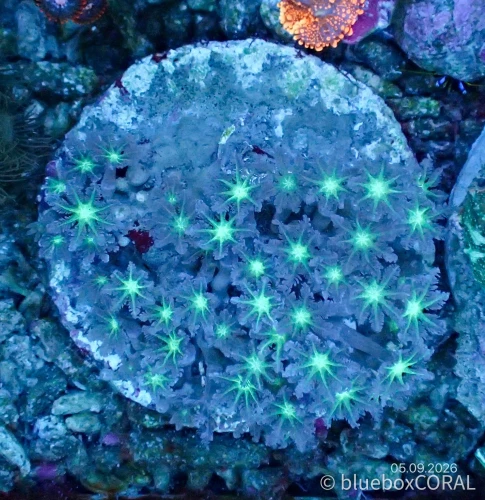 Clavularia Spp. Green