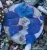 Actinodiscus Marmoratus Blue