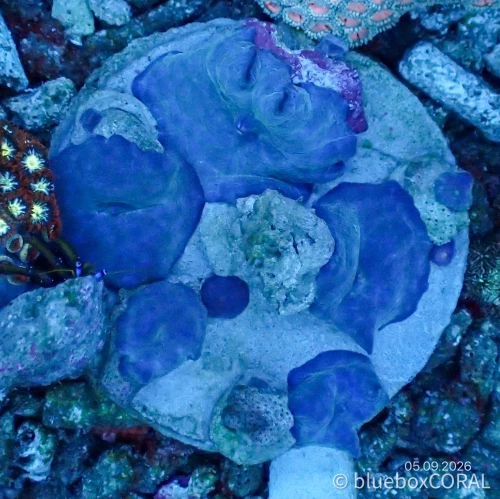 Actinodiscus Marmoratus Blue