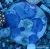 Actinodiscus Marmoratus Blue