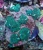 Discosoma Spp.